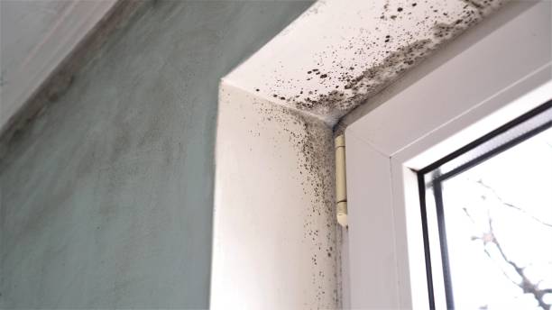Best Mold Damage Repair  in Roswell, GA