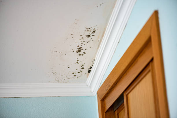 Best Residential Mold Removal  in Roswell, GA