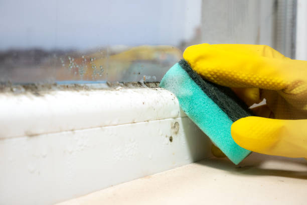 Best Commercial Mold Removal  in Roswell, GA