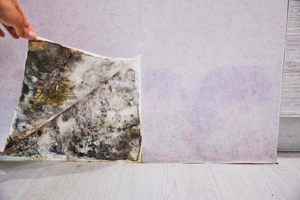 Best Fast Mold Removal  in Roswell, GA